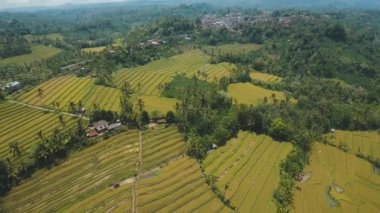 Teras pirinç tarlaları, Bali, Endonezya.