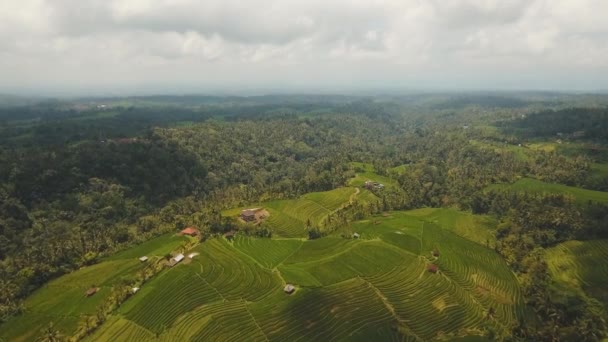 Paisaje con campo de terraza de arroz Bali, Indonesia — Vídeo de stock