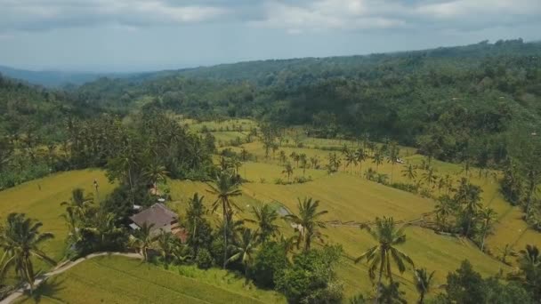 Landskap med risterrass fält Bali, Indonesien — Stockvideo