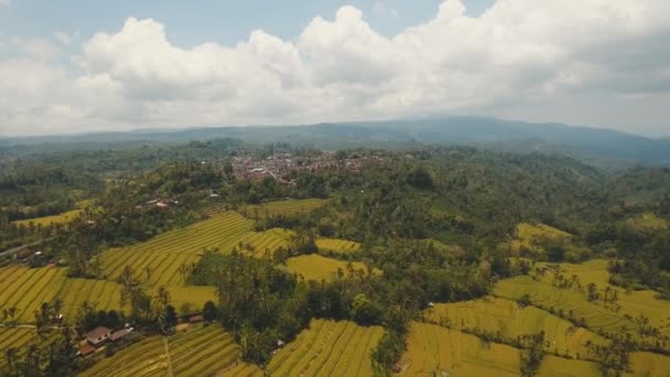Ландшафт з рисовою терасою Балі, Індонезія. — стокове відео