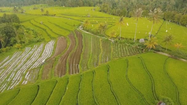 Paisaje con campo de terraza de arroz Bali, Indonesia — Vídeos de Stock