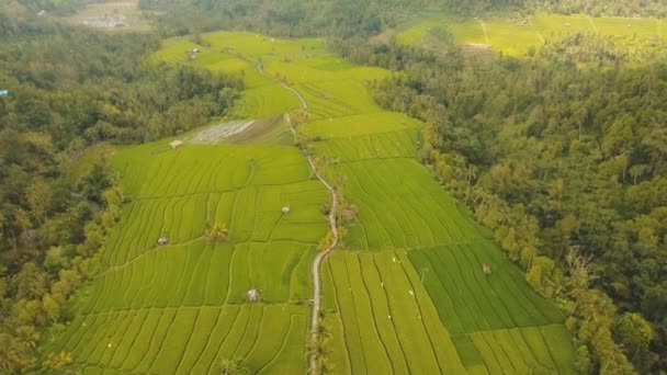 Pirinç tarlalı manzara Bali, Endonezya — Stok video