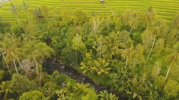 Terrenos arrozales, Bali, Indonesia. — Vídeo de stock