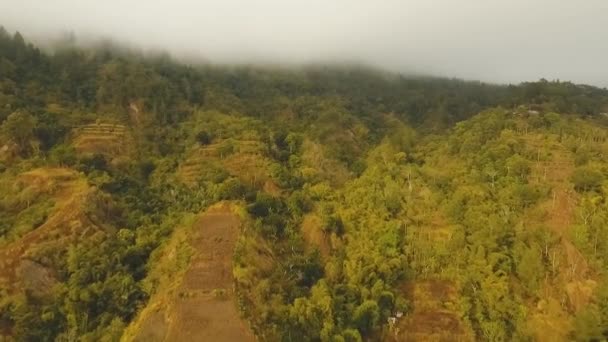 インドネシアのバリ島の雲の中の熱帯雨林. — ストック動画