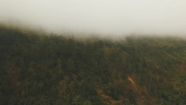 Regenwoud in de wolken, Bali, Indonesië. — Stockvideo