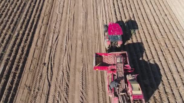 Aardappelen oogsten in het veld — Stockvideo