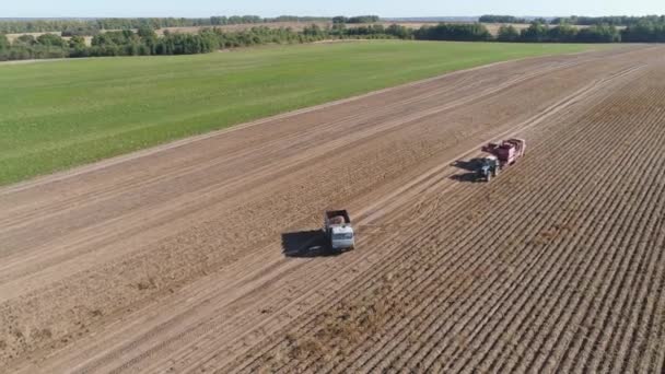 Aardappelen oogsten in het veld — Stockvideo