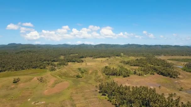 Campos agrícolas en provincia Filipinas — Vídeos de Stock