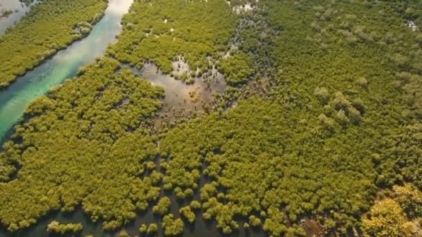 Mangrove forest in Asia — Stock Video