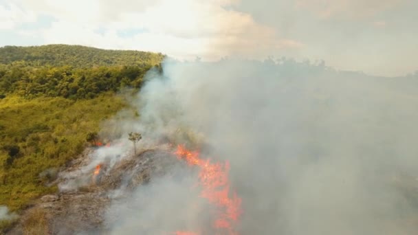 feu dans un buisson tropical 