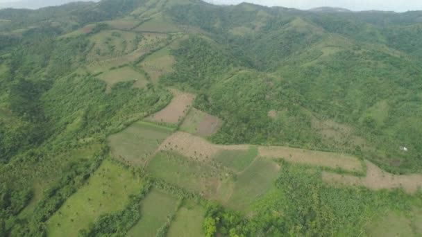 Palmiers et terres agricoles dans la province montagneuse — Video