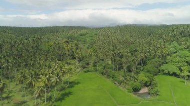 Palmiye ağaçlarıyla tropik bir manzara. Filipinler, Luzon