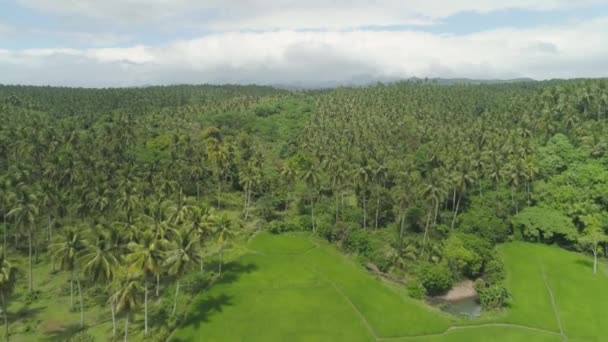 Tropische Landschaft mit Palmen. Philippinen, Luzon — Stockvideo