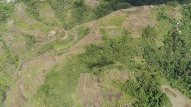 Dağlarda pirinç terasları. Filipinler, Batad, Banaue.