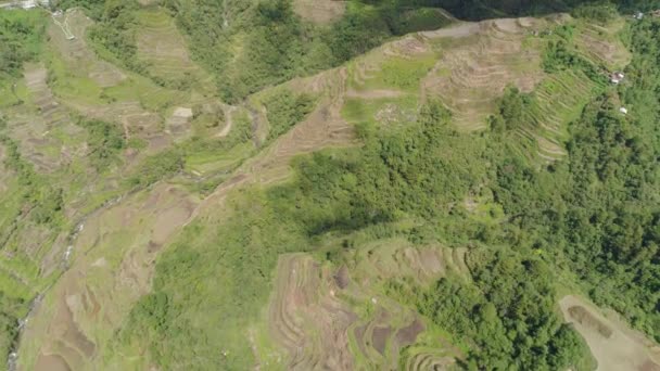 Risterrasser i bergen. Filippinerna, Batad, Banaue. — Stockvideo