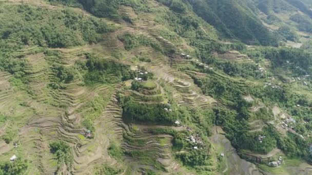 Terrasses de riz dans les montagnes. Philippines, Batad, Banaue . — Video