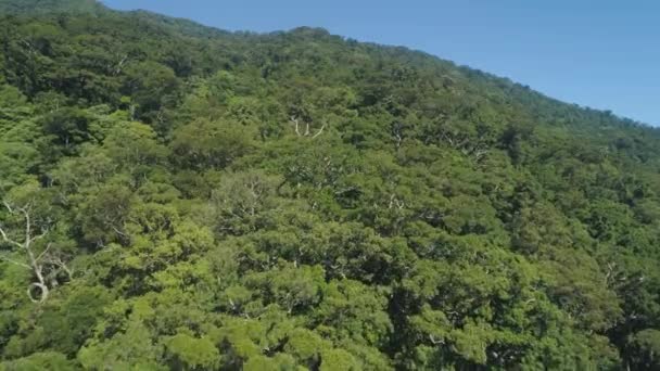 Vue du paysage montagneux avec forêt tropicale. — Video