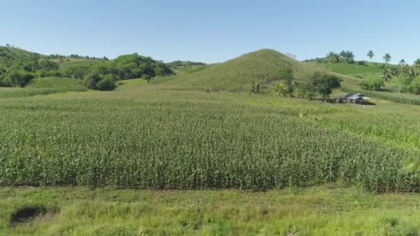 Corn plantations in the Philippines — Stock Video