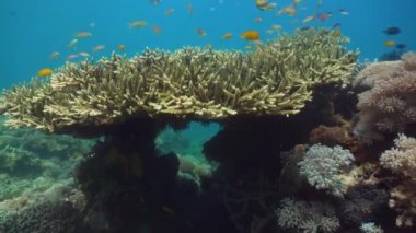 Mercan ve tropikal balık. Filipinler, Mindoro.