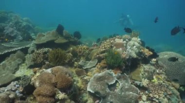 Mercan ve tropikal balık. Filipinler, Mindoro.