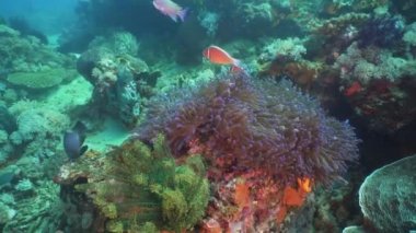 Palyaço balığı tehlikede actinia içinde.