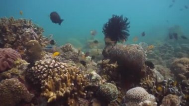 Mercan ve tropikal balık. Filipinler, Mindoro.