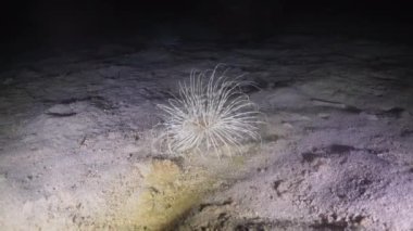 Actinia gece dalış.