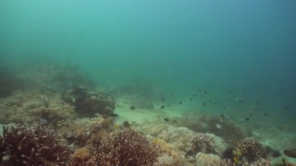 Arrecife de coral y peces tropicales. Filipinas, Mindoro . — Vídeos de Stock