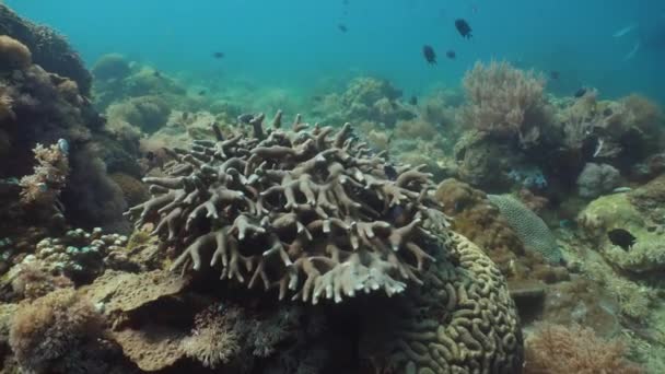 Récif corallien et poissons tropicaux. Philippines, Mindoro . — Video