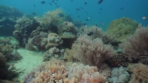 Recifes de coral e peixes tropicais. Filipinas, Mindoro . — Vídeo de Stock