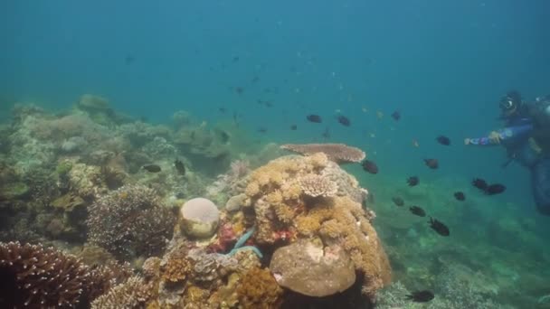 Recifes de coral e peixes tropicais. Filipinas, Mindoro . — Vídeo de Stock