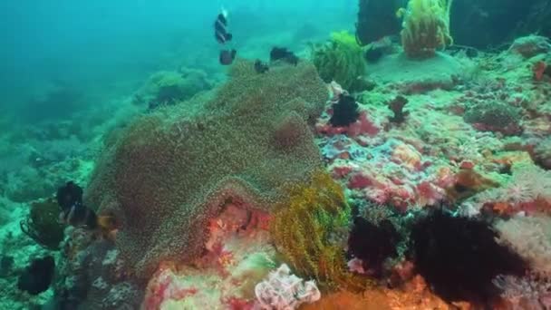 Clownfish Anemonefish en actinia . — Vídeo de stock