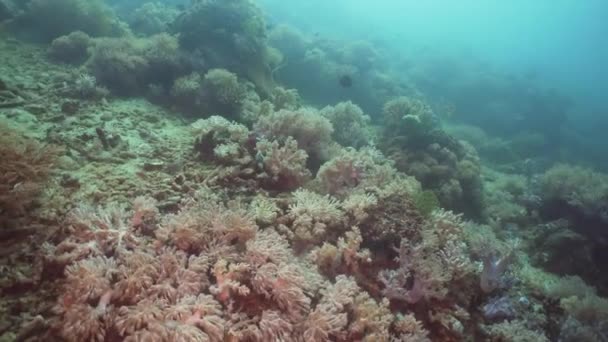 Arrecife de coral y peces tropicales. Filipinas, Mindoro . — Vídeos de Stock