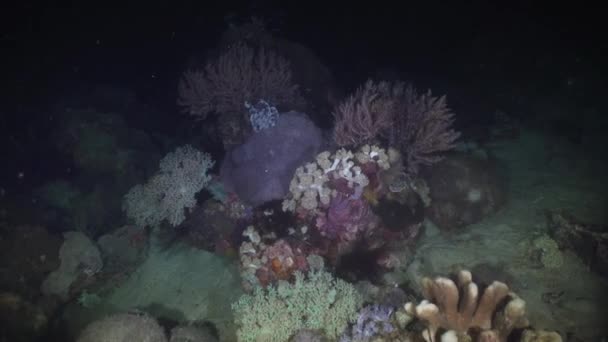 Barriera corallina. Filippine, Mindoro . — Video Stock