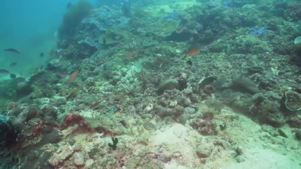 Arrecife de coral y peces tropicales. Filipinas, Mindoro . — Vídeos de Stock