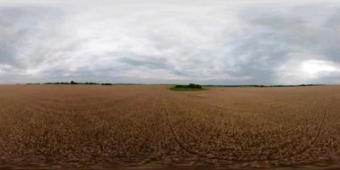 Sarı buğday alan Vr360