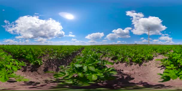 Campo de patatas bajo el cielo azul 360VR — Vídeo de stock