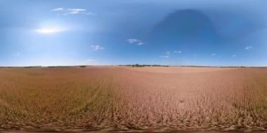 Sarı buğday alan Vr360