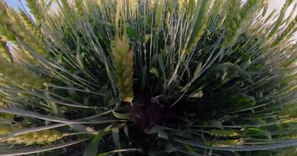 Campo di grano verde — Video Stock