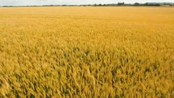 Luftaufnahme des goldenen Weizenfeldes.. — Stockvideo