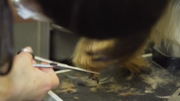 Perro en salón de aseo de mascotas. — Vídeos de Stock