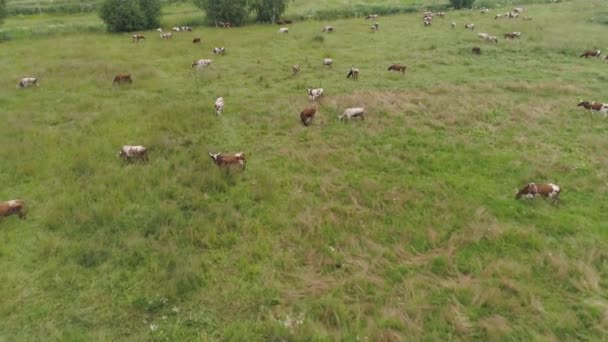 Vacas pastam em pastagens — Vídeo de Stock