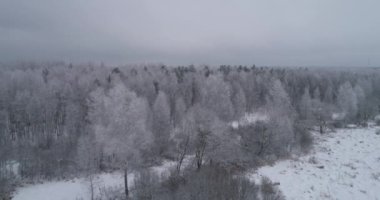 Kış manzara orman ile alan. Kış manzarası.