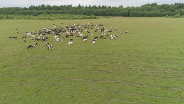 Vacas pastam em pastagens — Vídeo de Stock