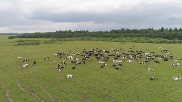 Vacas pastam em pastagens — Vídeo de Stock