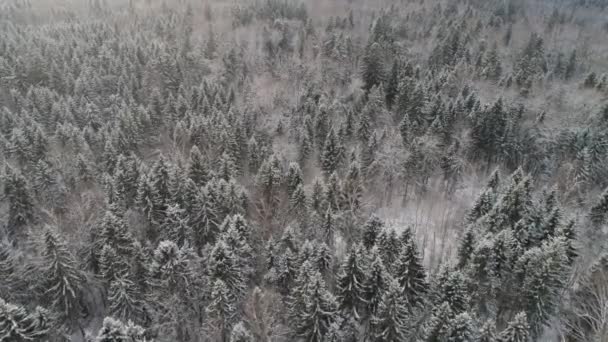 Paysage hivernal avec forêt. — Video