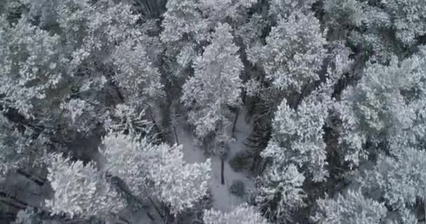 Paisaje invernal con bosque. — Vídeos de Stock