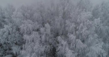 Ormanlı kış manzarası.