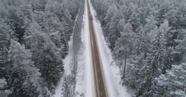 森の冬の道. — ストック動画