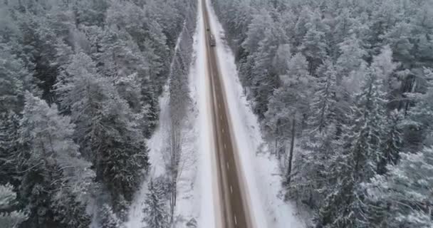 Camino de invierno en el bosque. — Vídeo de stock